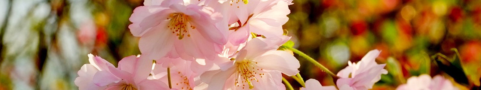 Kirschblüte ©Pixabay